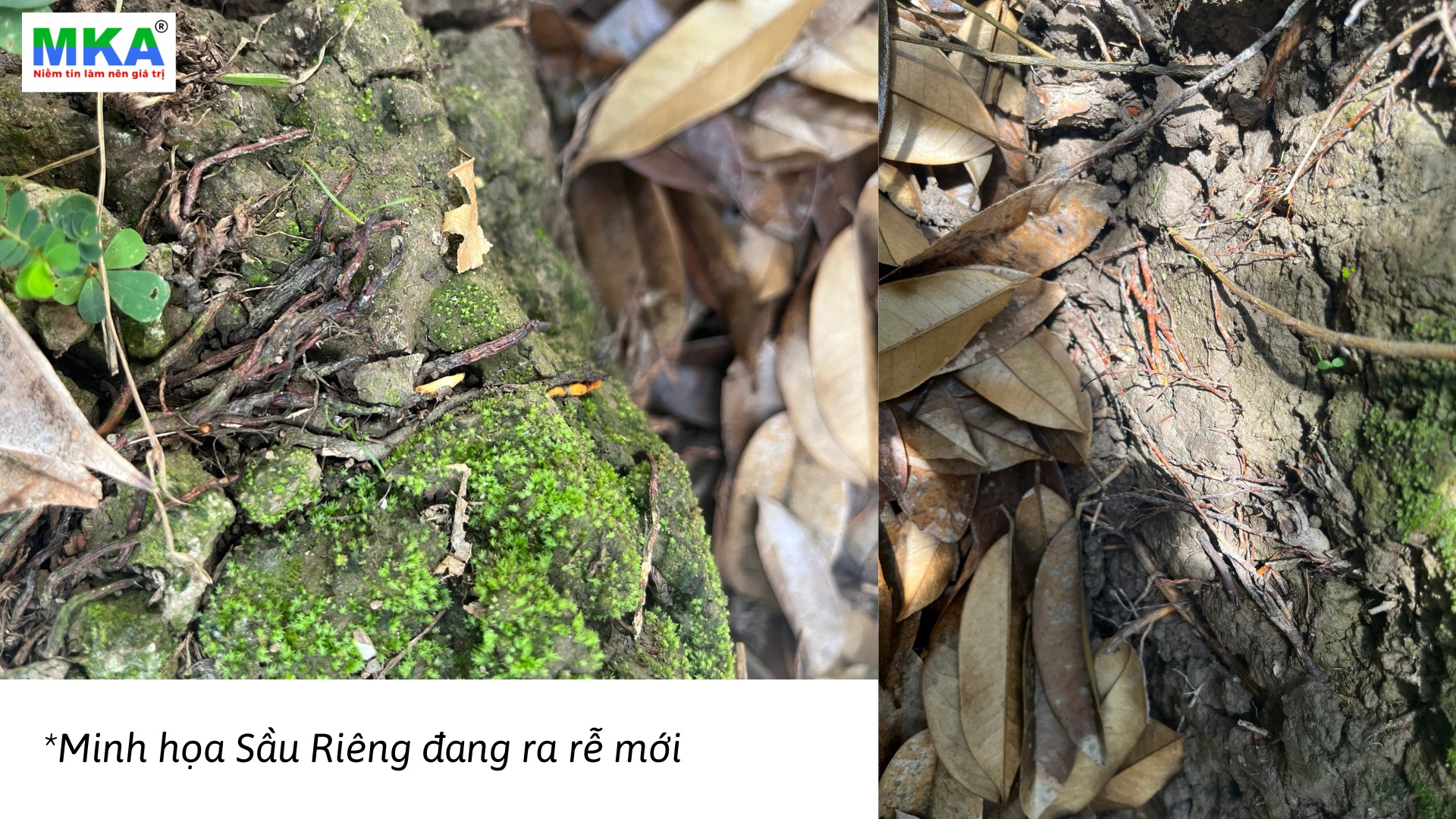 vai trò của humic đối với rễ cây trồng